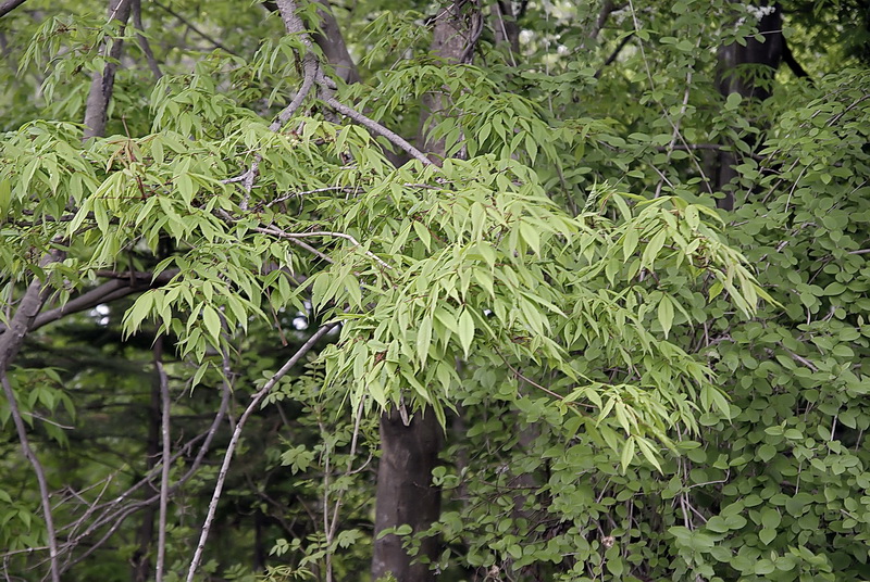 Image of Acer mandshuricum specimen.