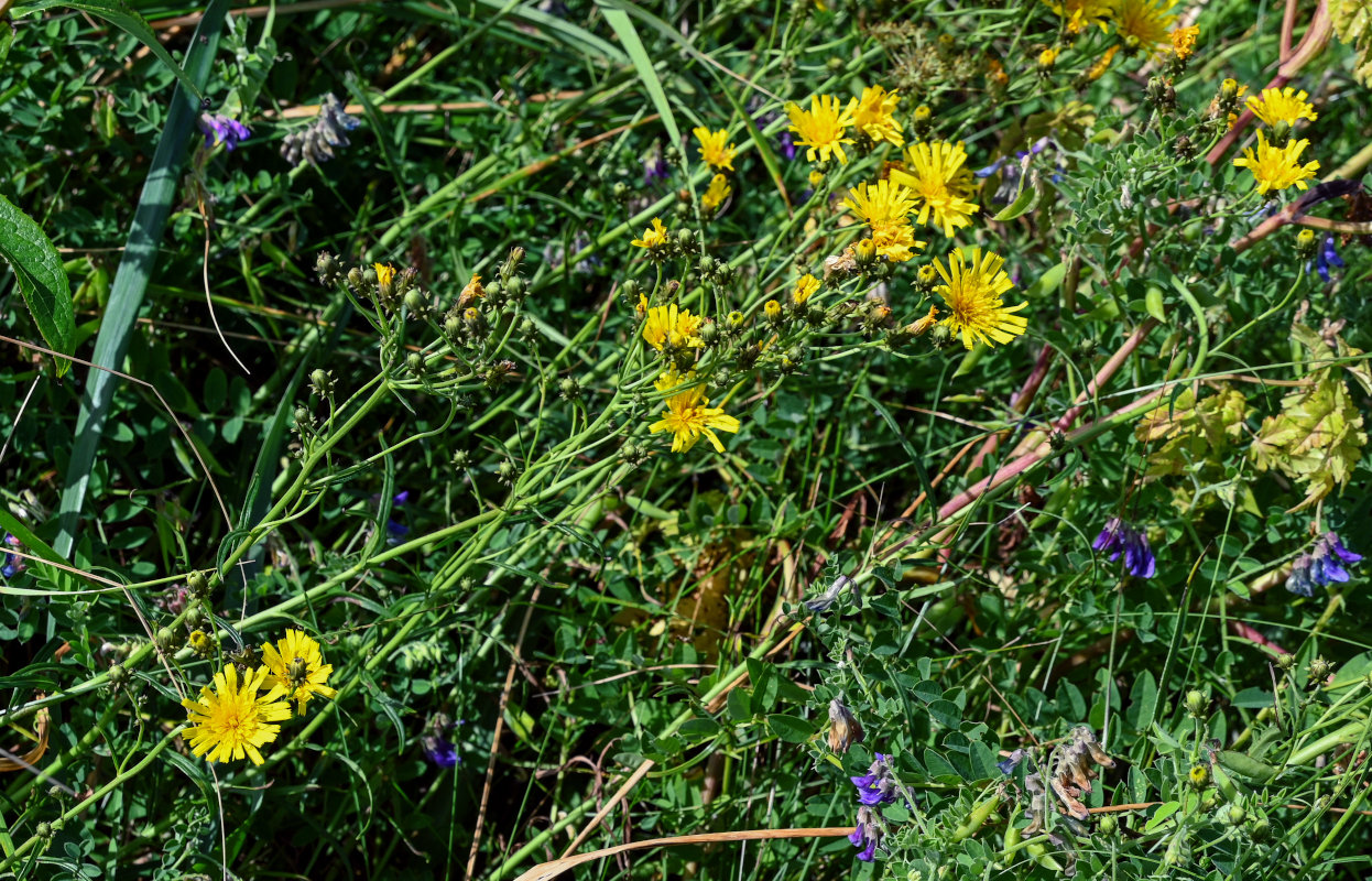 Изображение особи Hieracium umbellatum.