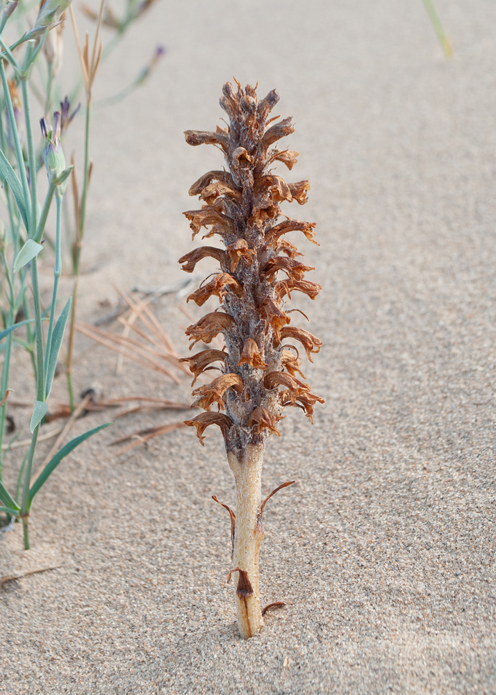 Image of Orobanche coerulescens specimen.