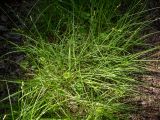 Carex brunnescens. Плодоносящие растения. Тверская обл., Кимрский р-н, окр. дер. Клетино, возле лесной тропы. 09.06.2023.