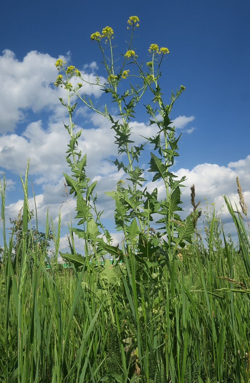 Image of Sisymbrium loeselii specimen.