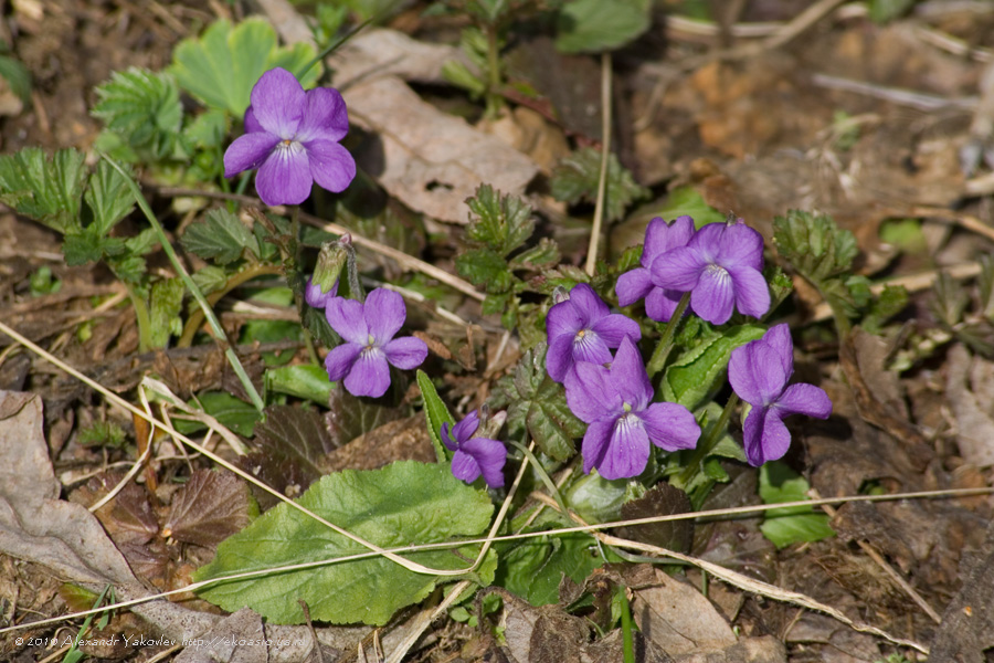 Image of Viola hirta specimen.