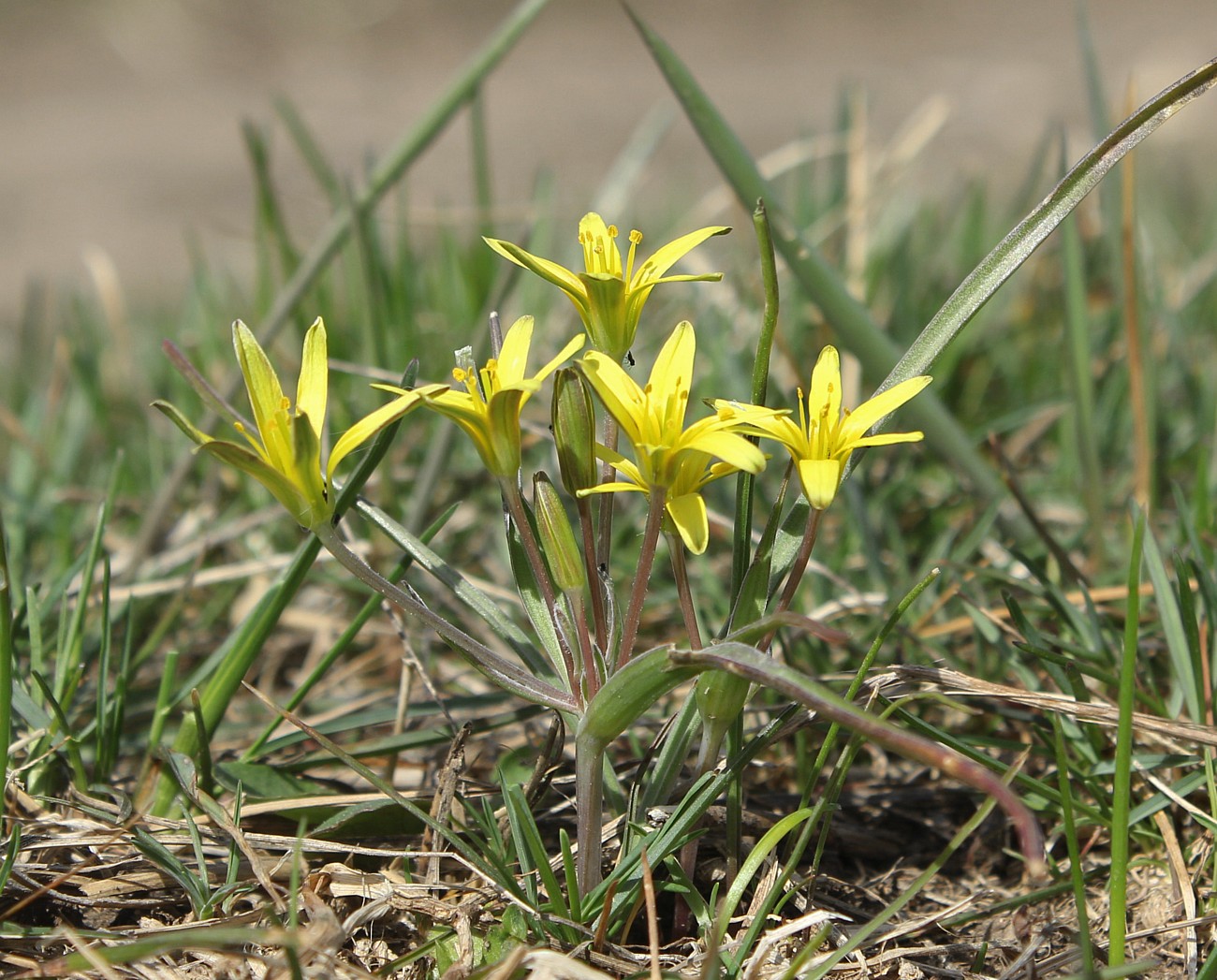 Image of genus Gagea specimen.