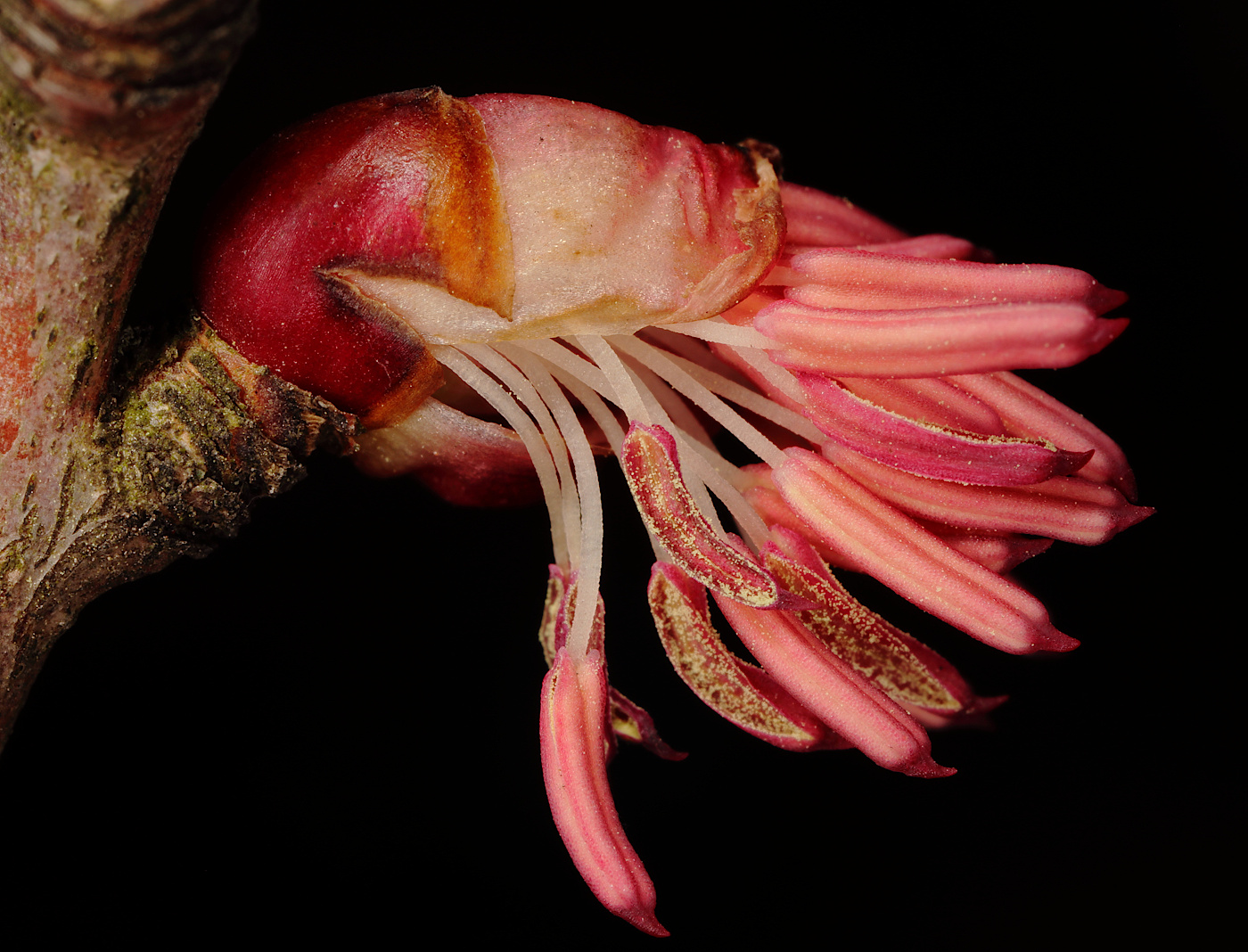 Изображение особи Disanthus cercidifolius.