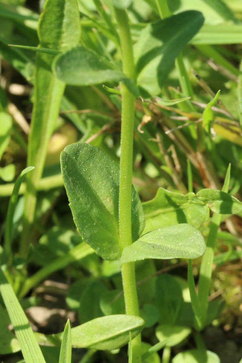 Image of Veronica serpyllifolia specimen.