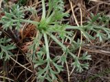 Artemisia absinthium. Верхушка вегетативного побега. Беларусь, Минская обл., Мядельский р-н, нац. парк \"Нарочанский\", окр. дер. Балаши, опушка смешанного леса. 08.04.2024.