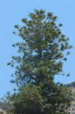 Araucaria heterophylla. Средняя и верхняя часть кроны дерева с женскими шишками. Италия, обл. Кампания, провинция Салерно, г. Амальфи, в культуре. 11 июня 2017 г.