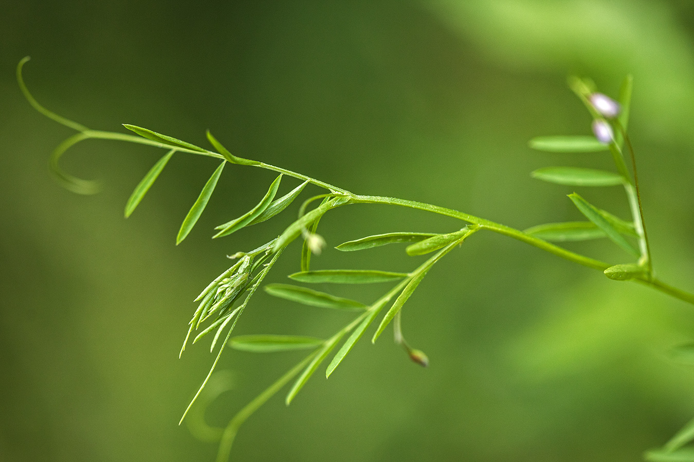 Image of Vicia tetrasperma specimen.