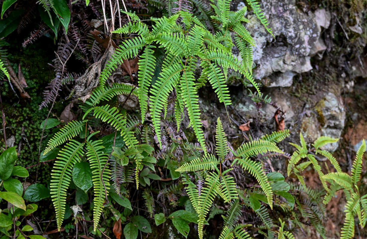 Изображение особи Dicranopteris linearis.