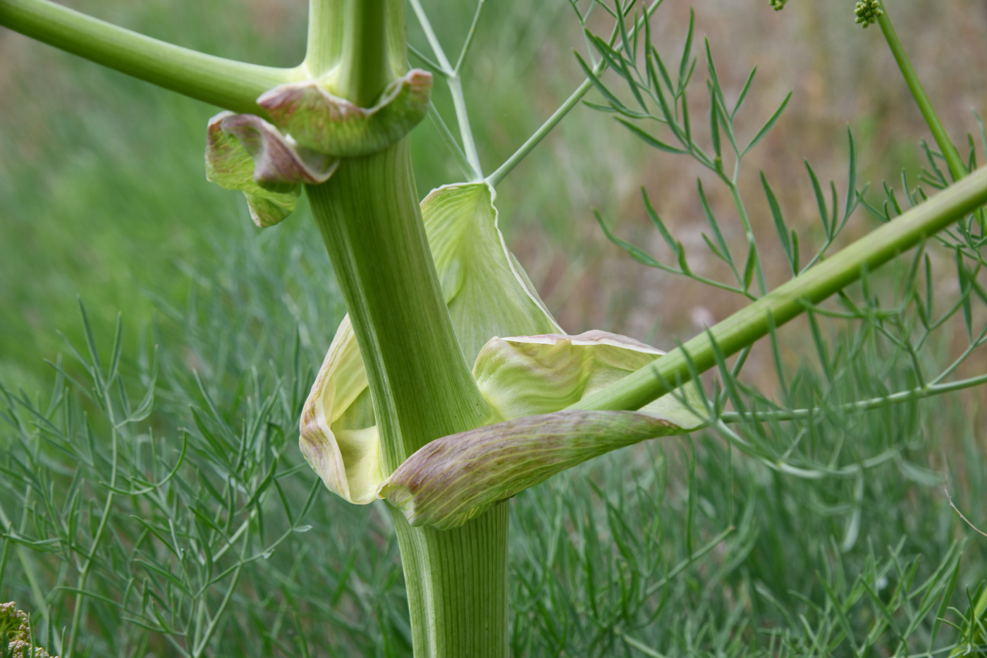 Image of Ferula varia specimen.