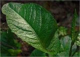 Rumex obtusifolius