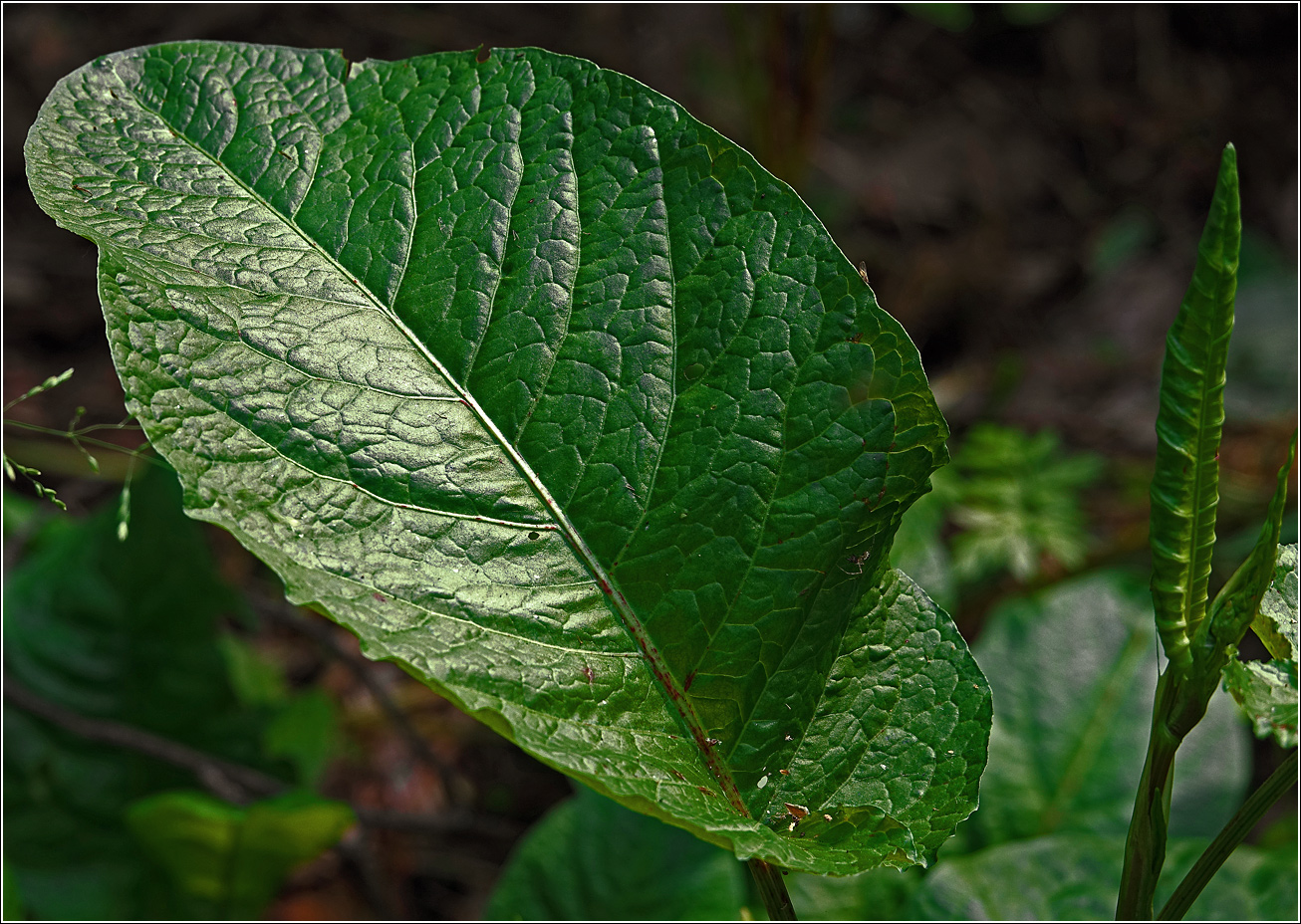 Изображение особи Rumex obtusifolius.