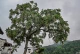 Toona sinensis. Крона цветущего дерева. Китай, провинция Хунань, г. Фэнхуан, берег реки. 04.06.2024.