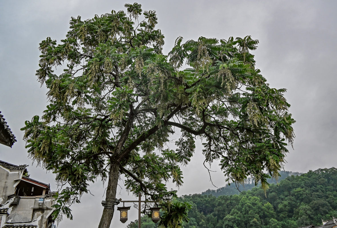 Image of Toona sinensis specimen.