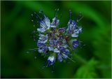 Phacelia tanacetifolia