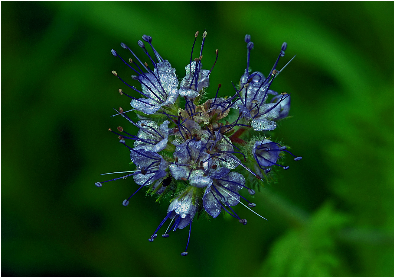 Изображение особи Phacelia tanacetifolia.