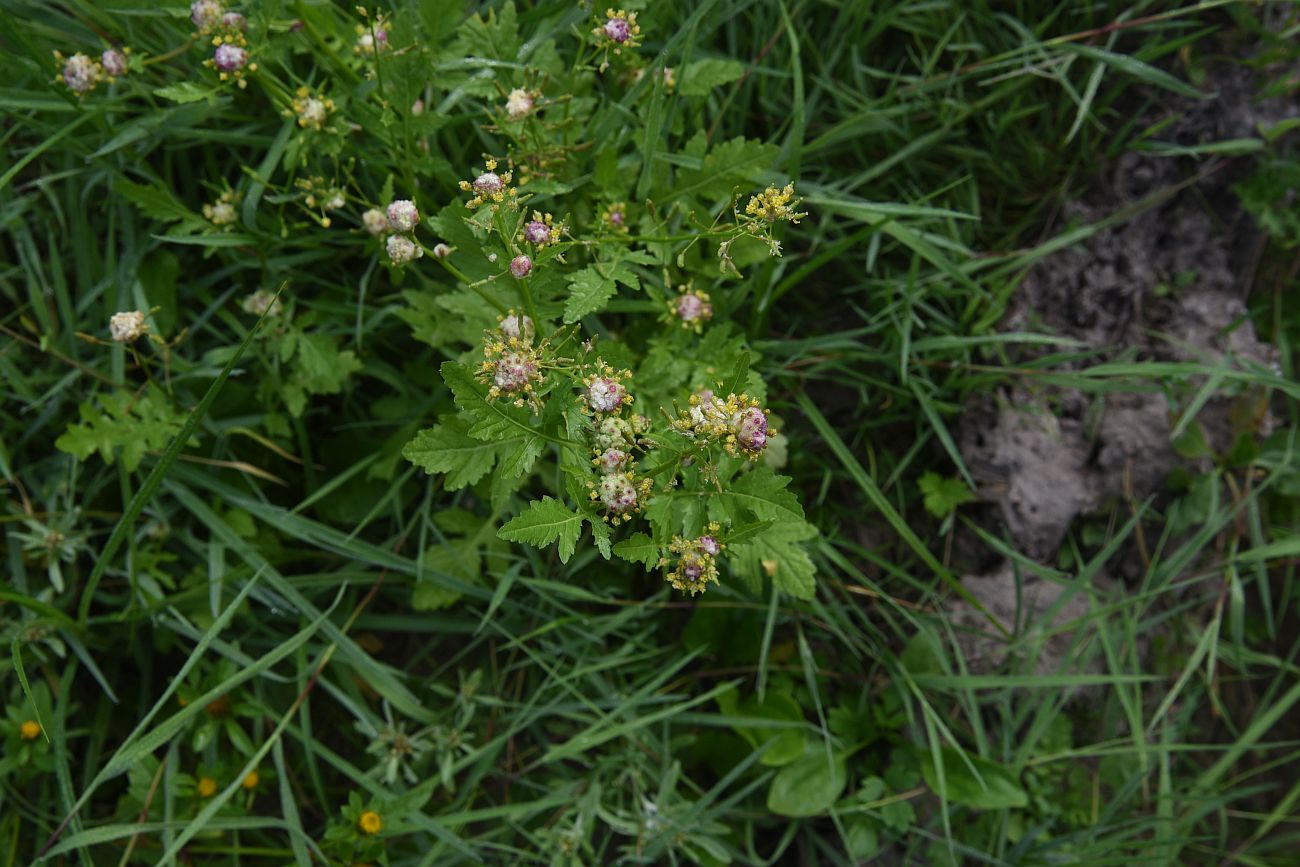 Image of Rorippa palustris specimen.