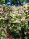 Angelica cincta