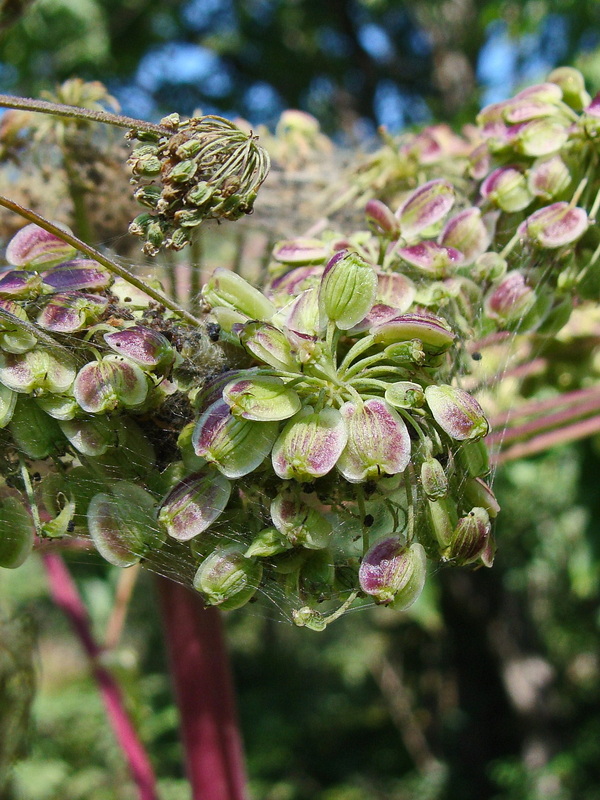 Image of Angelica dahurica specimen.