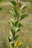 Malus sylvestris. Побег (видна абаксиальная поверхность листьев). Липецкая обл., Данковский р-н, окр. ур. Осиновский лес, пойменный луг. 1 августа 2024 г.