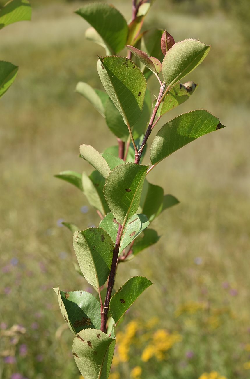 Image of Malus sylvestris specimen.