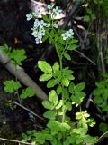 Cardamine amara. Верхушка цветущего растения. Брянская обл., г. Брянск, долина р. Десна, широколиственный лес, берег реки, черноольшаник. 02.05.2024.