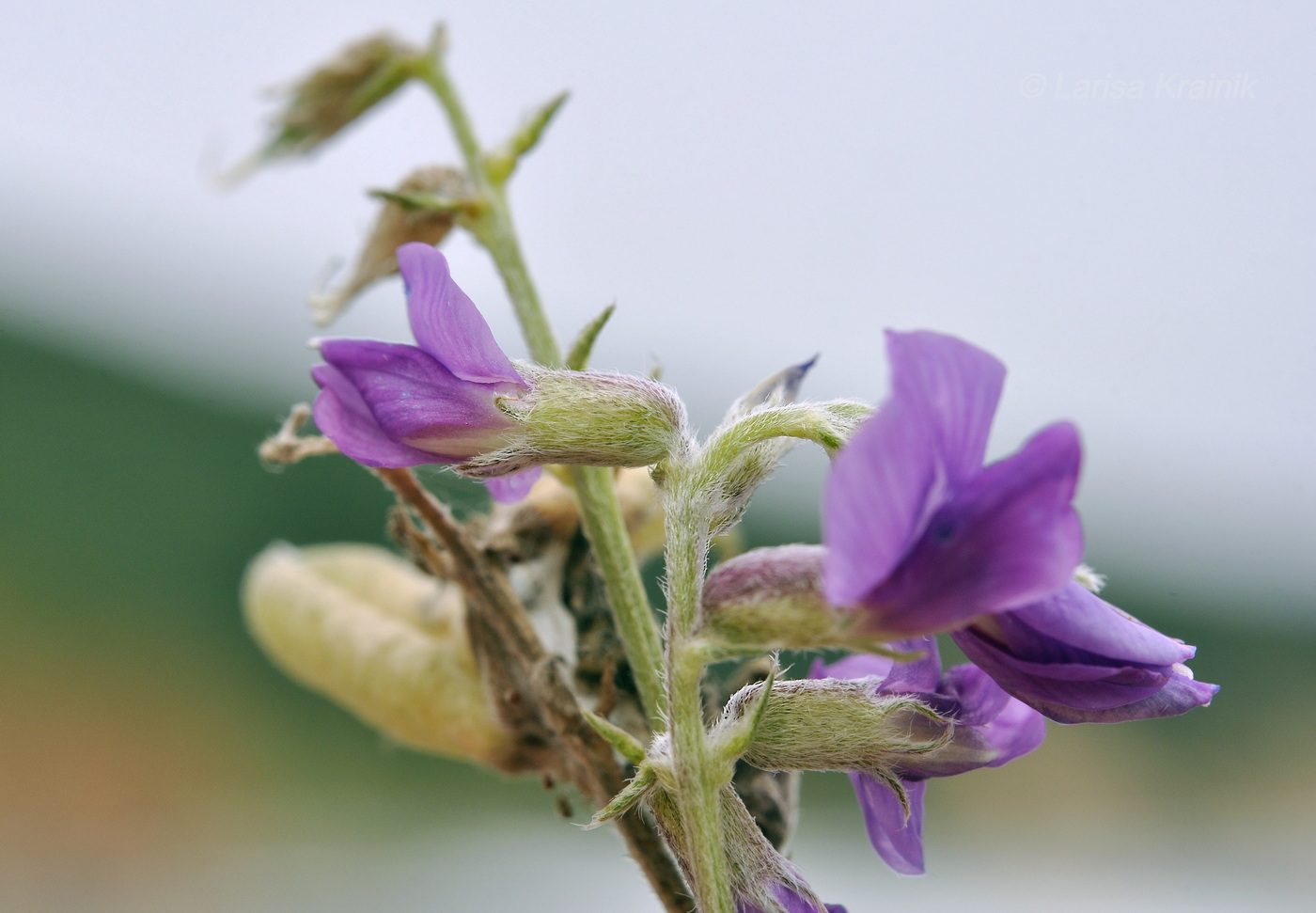 Изображение особи Oxytropis mandshurica.