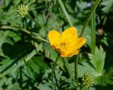 Trollius riederianus. Цветок и завязи. Камчатский край, Елизовский р-н, подножие горы Летняя Поперечная, склон ЮЗ экспозиции, луг. 04.08.2024.