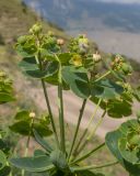 Euphorbia iberica. Часть соплодия. Кабардино-Балкария, Черекский р-н, окр. с/п Верхняя Балкария, левый борт долины р. Хашхасу, ≈ 2200 м н.у.м., мелкощебнистая осыпь из ожелезнённого песчаника. 31.07.2024.