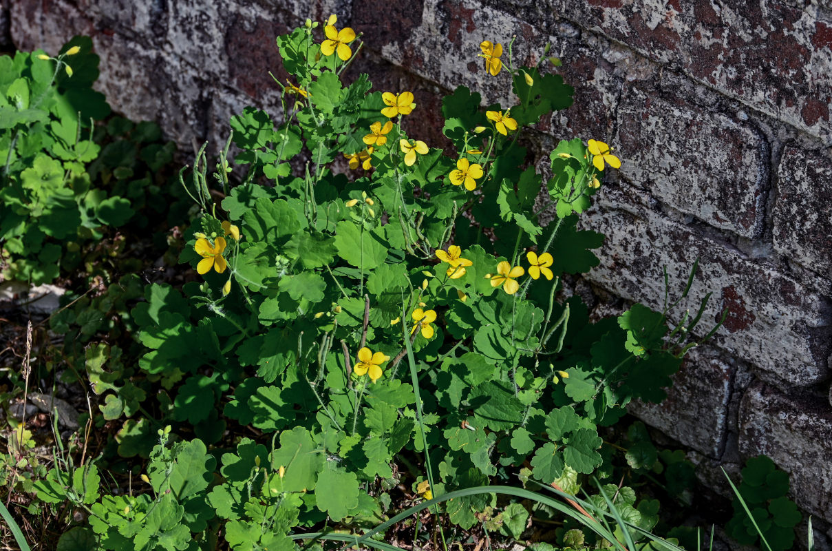 Image of Chelidonium majus specimen.