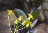 Senecio crassissimus