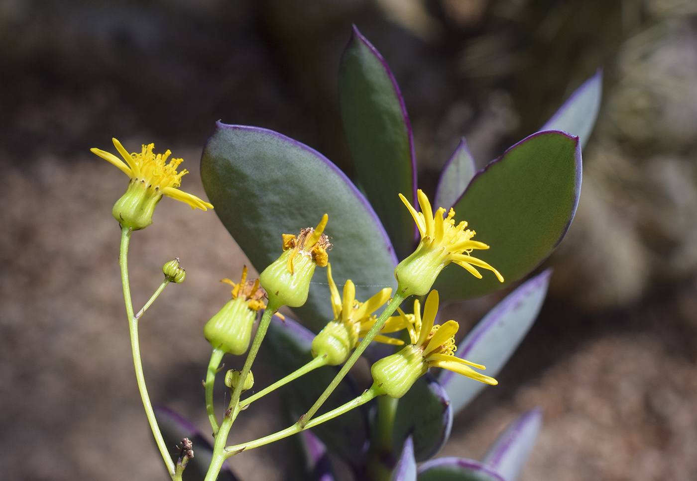 Изображение особи Senecio crassissimus.