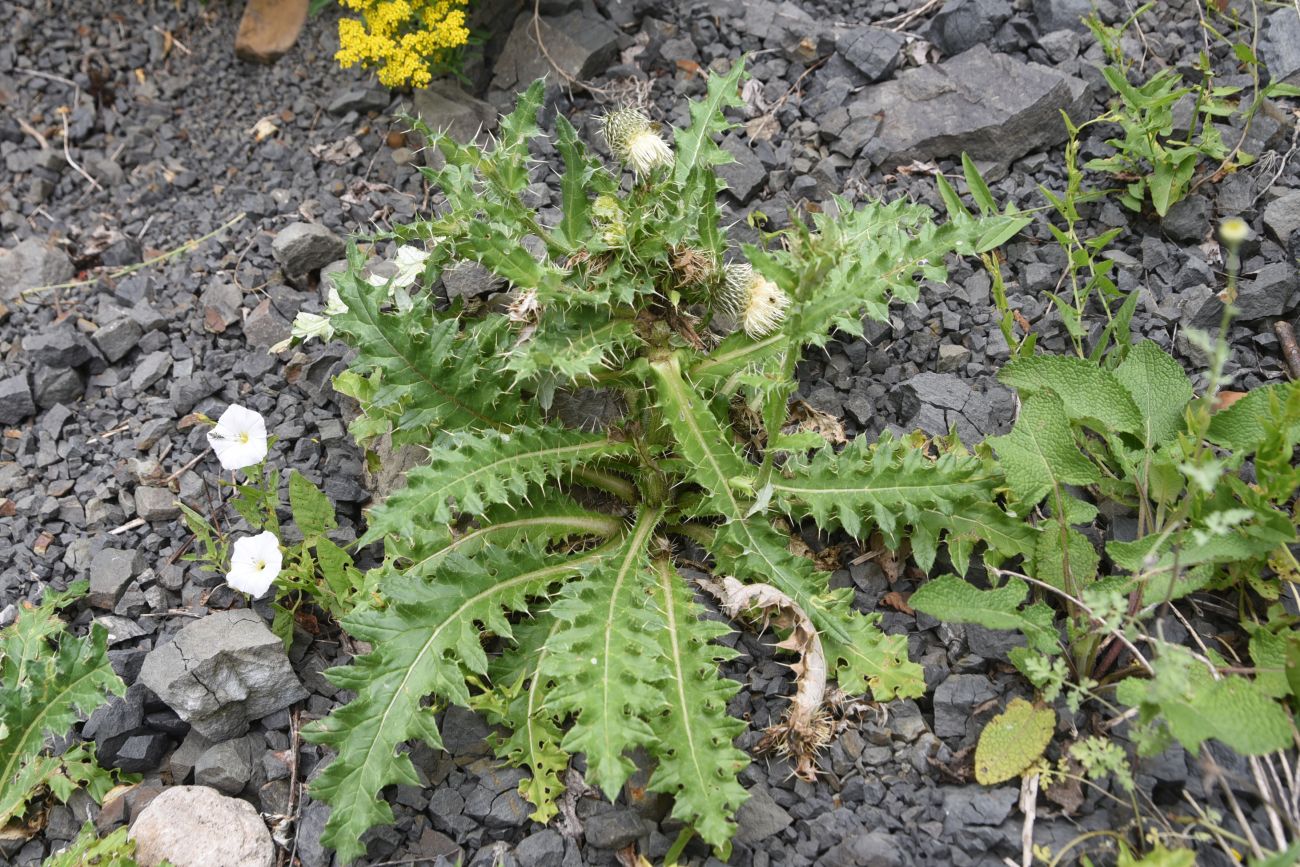 Изображение особи Cirsium echinus.