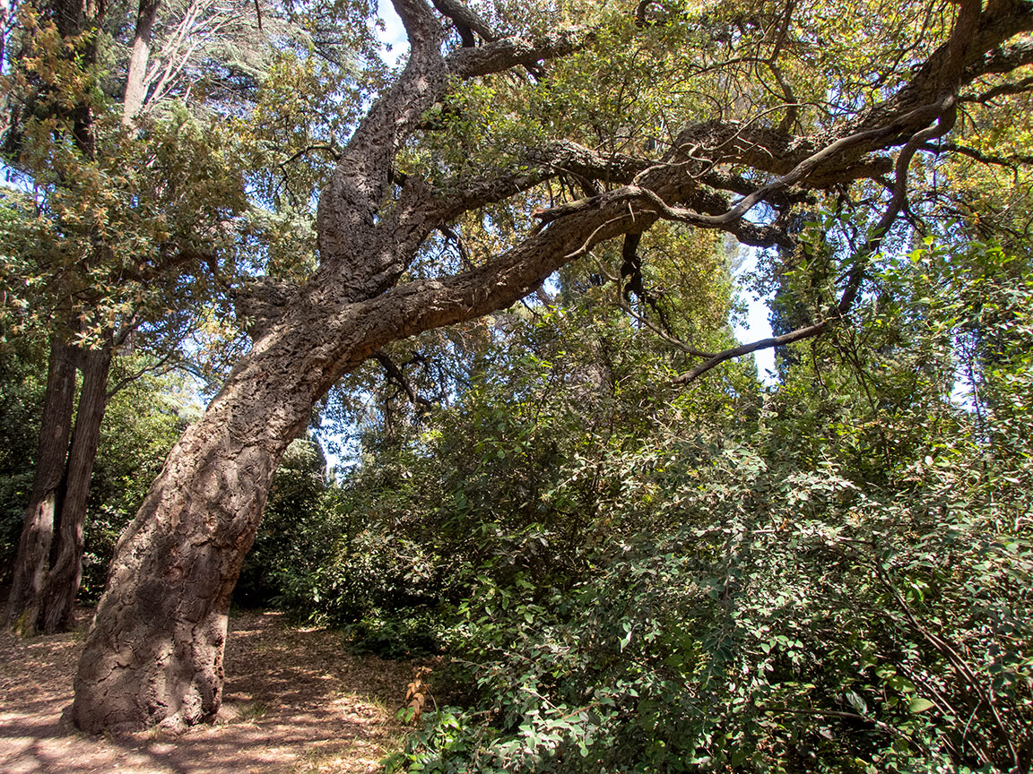 Image of Quercus suber specimen.