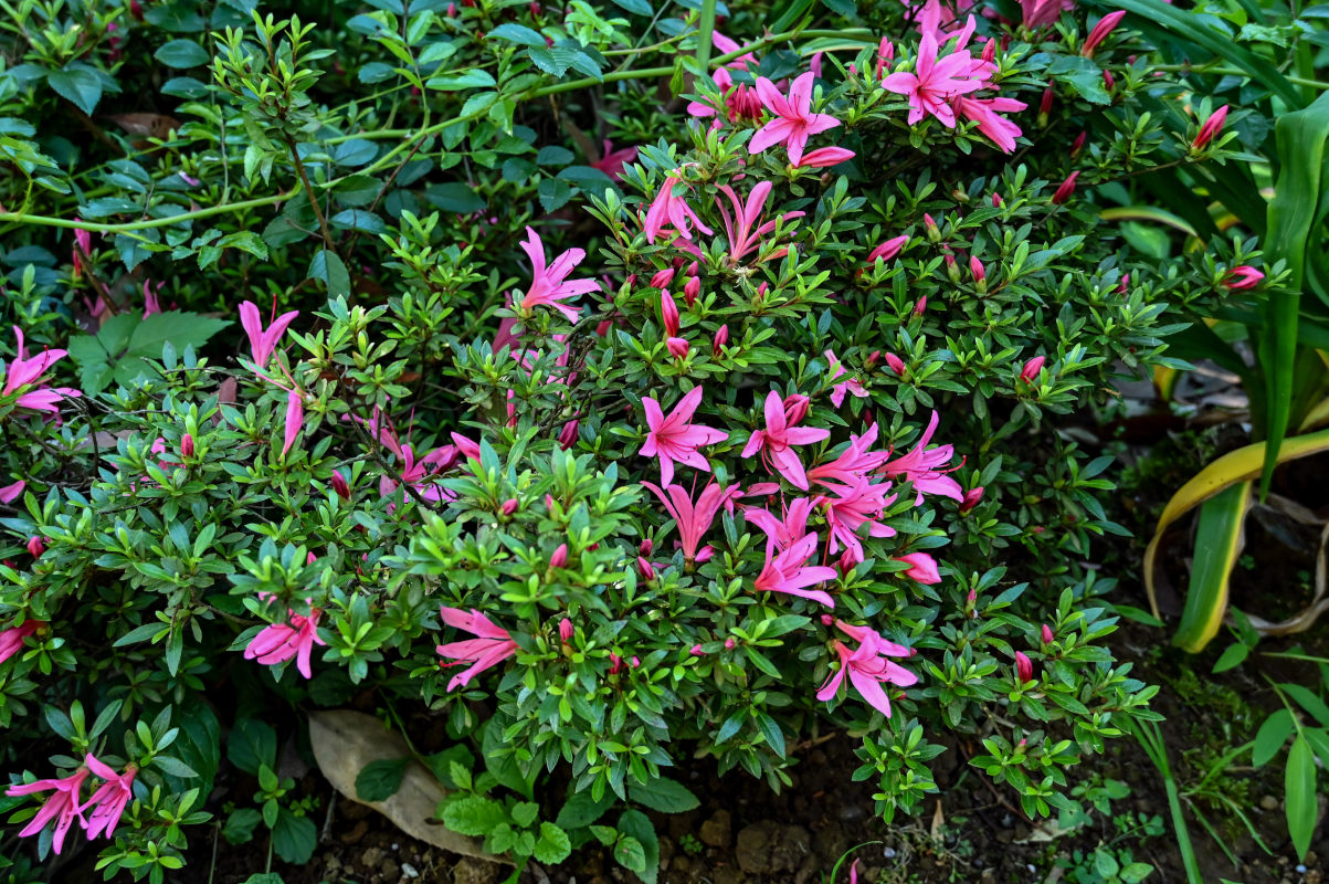 Image of genus Rhododendron specimen.