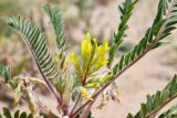 Astragalus rubtzovii