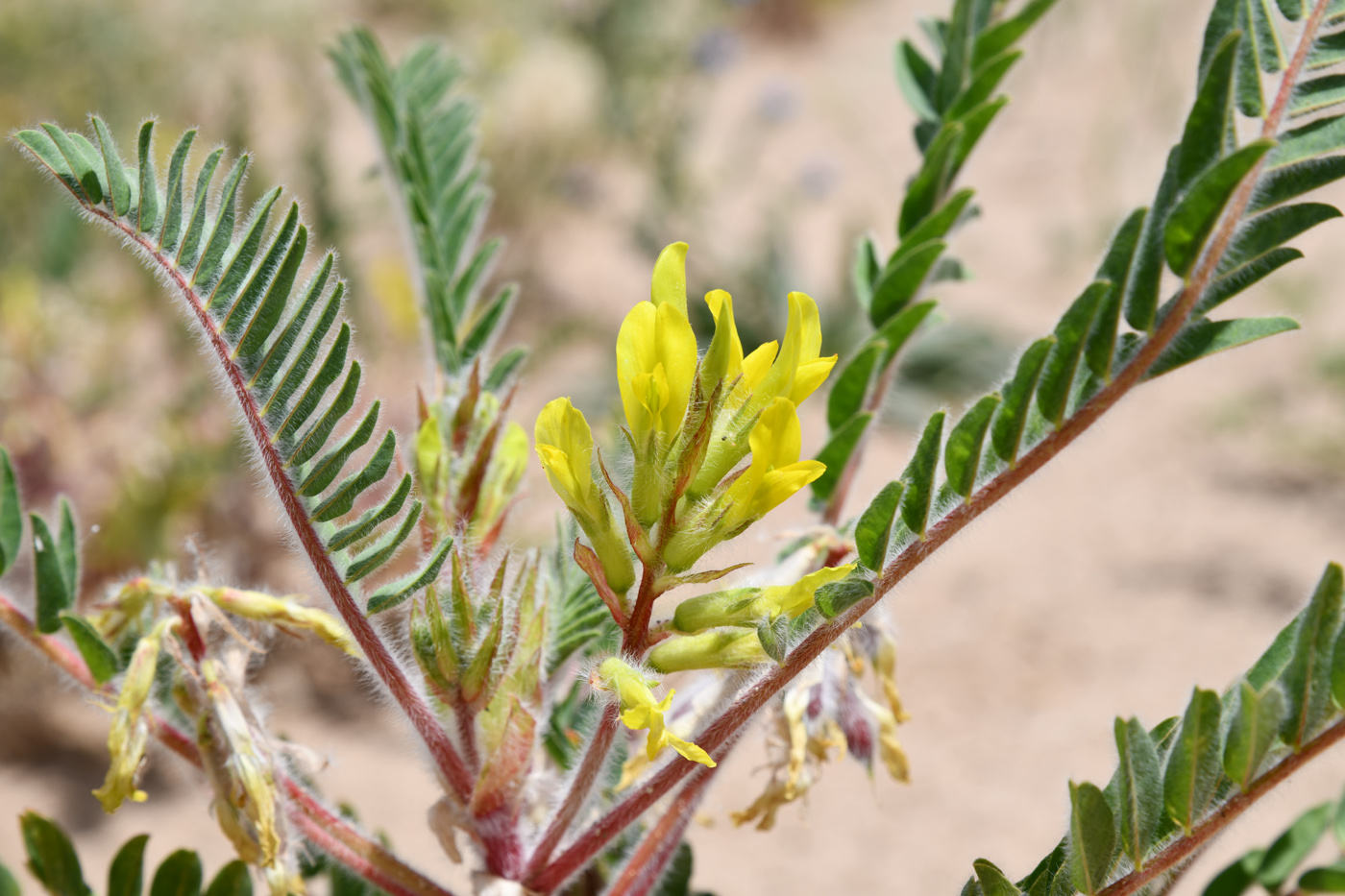 Image of Astragalus rubtzovii specimen.