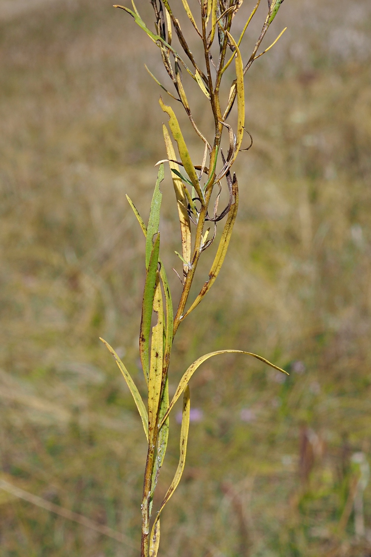 Image of Galatella crinitoides specimen.