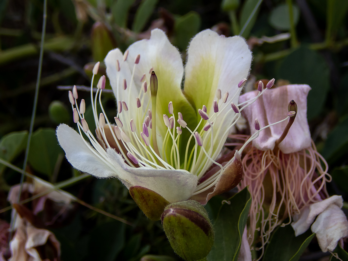 Image of Capparis herbacea specimen.