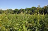 Mentha canadensis