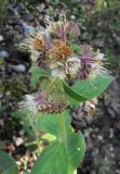 Phacelia secunda