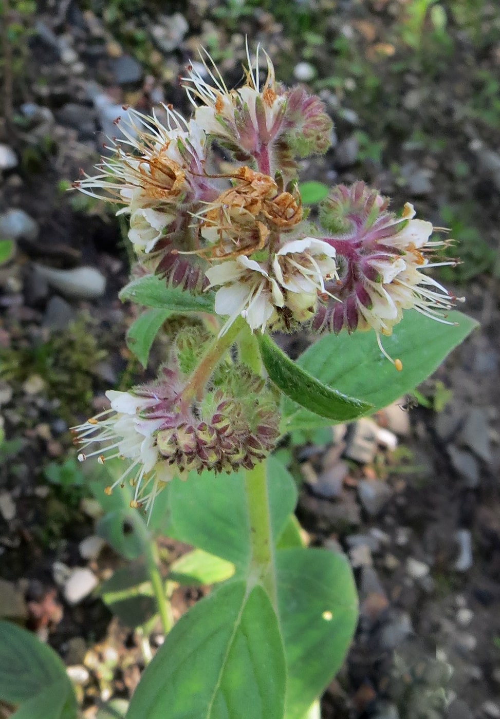 Image of Phacelia secunda specimen.