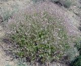 Смотреть изображение Bolbosaponaria fedtschenkoana