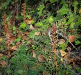 View full-size image Orobanche hederae