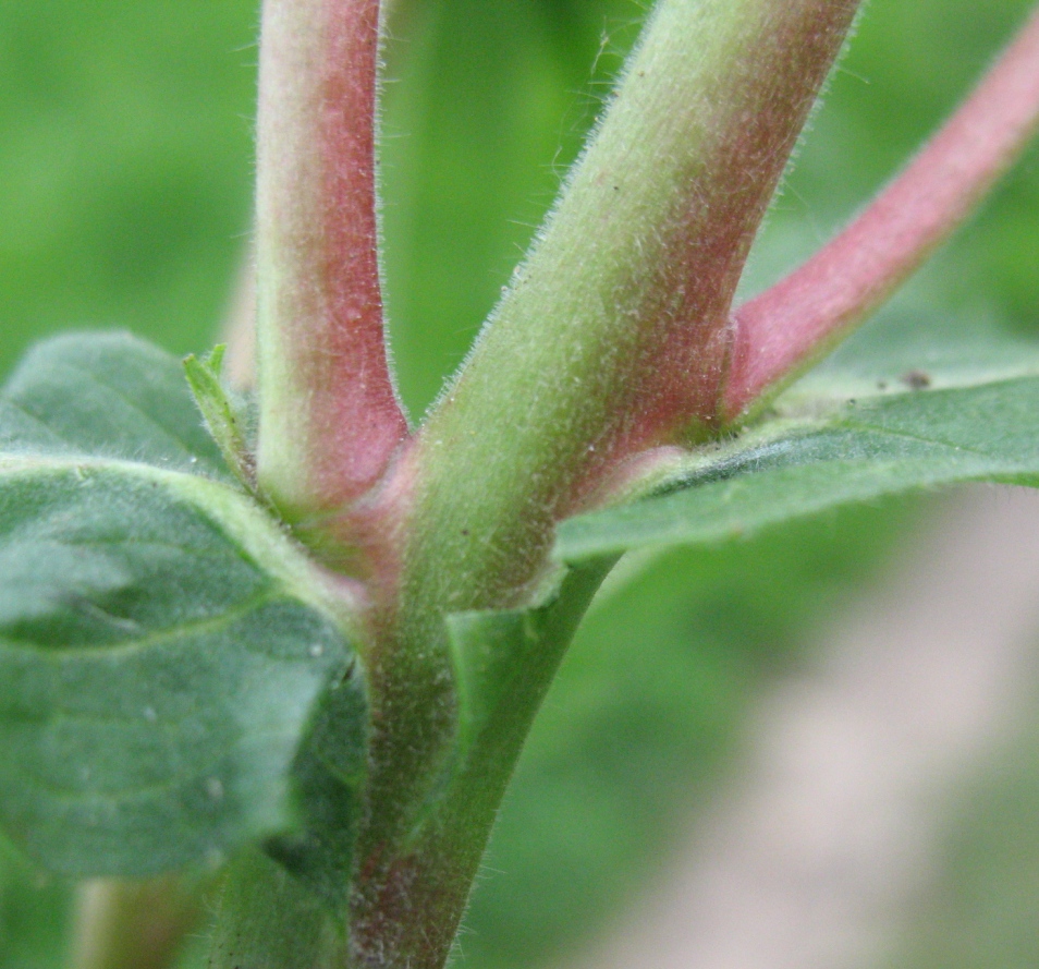 Image of Epilobium hirsutum specimen.