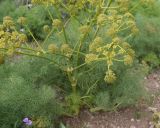 View full-size image Prangos ferulacea