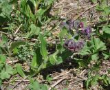 View full-size image Nonea intermedia