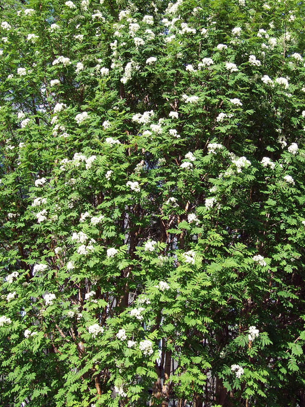 Image of Sorbus aucuparia specimen.