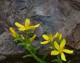 View full-size image Hypericum orientale