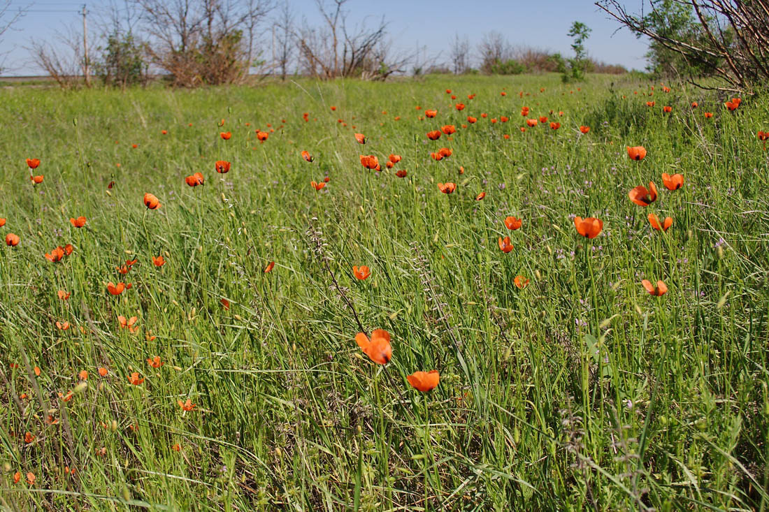 Изображение особи Papaver stevenianum.